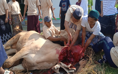 Penyembelihan Hewan Qurban di Pondok Pesantren Al Fajar Lebaksiu Tegal Tahun 1445 H